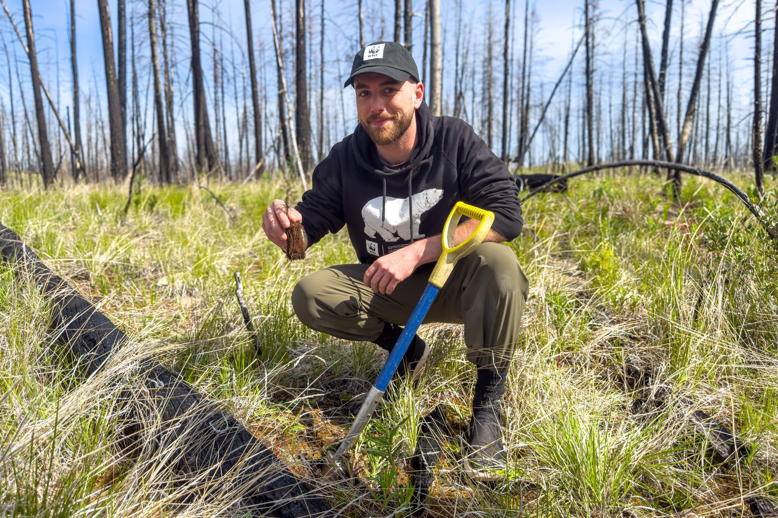 Justin Kielly planting a seedling in a recovering wildfire forest